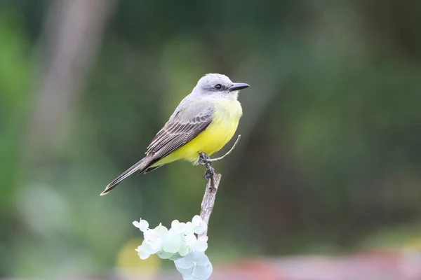 Bellissimo Kingbird Tropicale Appollaiato Tronco Albero Con Bel Sfondo Verde — Foto Stock