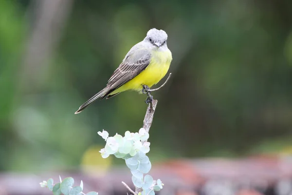 Wunderschöner Tropischer Königsvogel Auf Einem Baumstamm Mit Schönem Grünen Hintergrund — Stockfoto