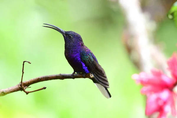 Фиолетовая Сабля Campylopterus Hemihccurus — стоковое фото