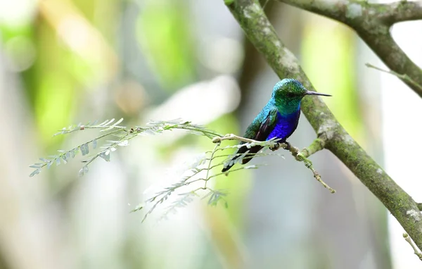 Violet Bellied Hummingbird Damophila Julie Perched Tree Branch — Stock Photo, Image