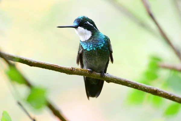 White Throated Mountaingem Lampornis Castaneoventris — Stock Photo, Image