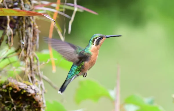 White Throated Mountaingem Lampornis Castaneoventris Flying — Stock Photo, Image