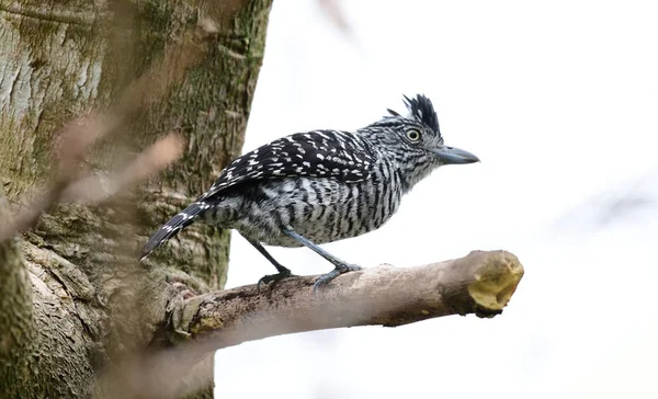 Antshrike (Thamnophilus doliatus) erkek bir ağaç dalı üzerinde tünemiş çubuklu