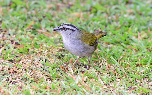 Yeşil çimenlerin üzerinde siyah çizgili serçe (Arremonops conirostris)