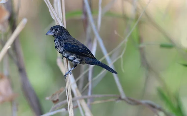 Mavi Siyah Grassquit Volatinia Jacarina Erkek Yakın Çekim — Stok fotoğraf