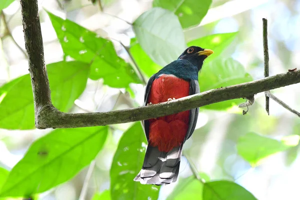 Όμορφο Μαύρο Tailed Trogon Αρσενικό Σκαρφαλωμένο Πάνω Ένα Κλαδί Δέντρου — Φωτογραφία Αρχείου