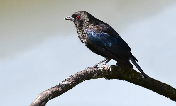 Bronzefarbener Kuhvogel Molothrus Aeneus Thront Auf Einem Ast — Stockfoto