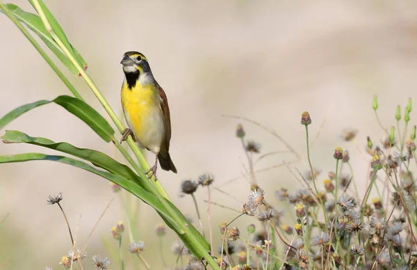 Beautiful Dickcissel Male Perched Tall Grass — Stock Photo, Image