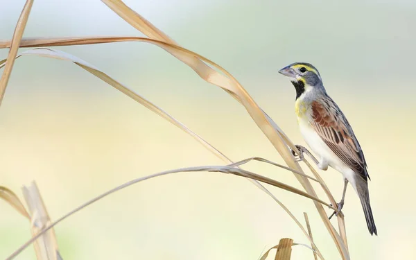 美丽的 Dickcissel 男性栖息在高大的草地上 — 图库照片