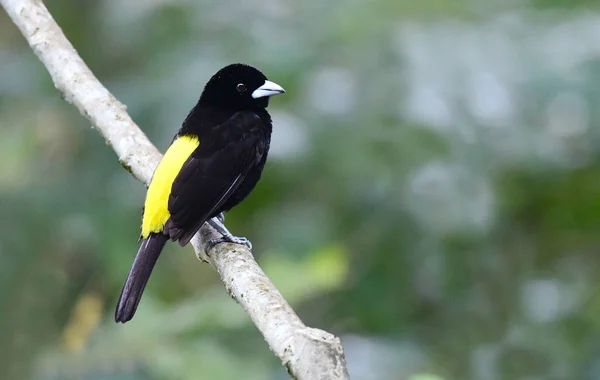 Flame Rumped Tanager Ramphocelus Flammigerus Male Perched Tree Branch — Stock Photo, Image
