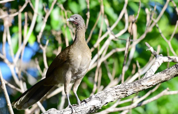 Gri başlı Chachalaca (Ortalis cinereiceps tropik kuş gibi Türkiye)