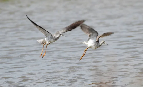 Çift Bir Göl Üzerinde Uçan Küçük Sarıbacak Tringa Flavipes Kuşların — Stok fotoğraf