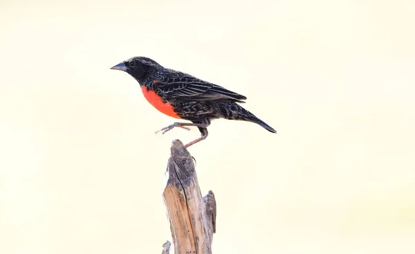 Red Breasted Meadowlark Male Perched Rural Fence Post — Stock Photo, Image