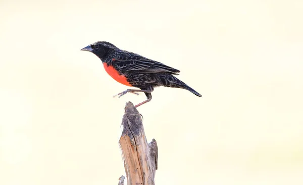 Vermelho Breasted Meadowlark Macho Empoleirado Poste Cerca Rural — Fotografia de Stock