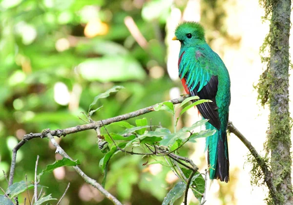 Hermoso Quetzal Resplandeciente Pharomachrus Mocinno Macho Una Rama Árbol Dentro — Foto de Stock