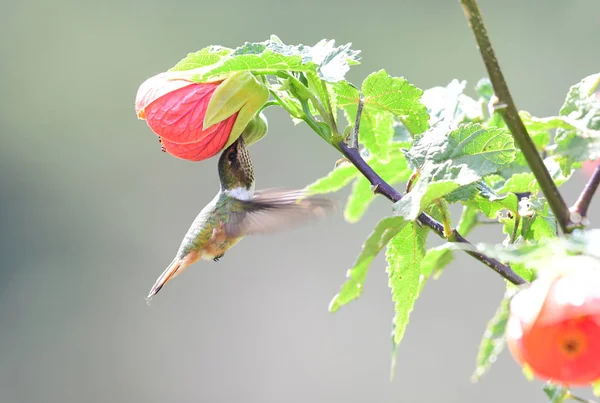 Szintillant Kolibri Selasphorus Scintilla Weibchen Besuch Bei Einer Hibicus Blume — Stockfoto