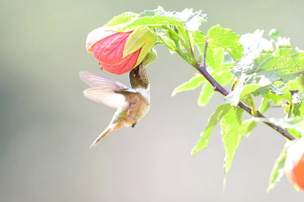 Szintillant Kolibri Selasphorus Scintilla Weibchen Besuch Bei Einer Hibicus Blume — Stockfoto