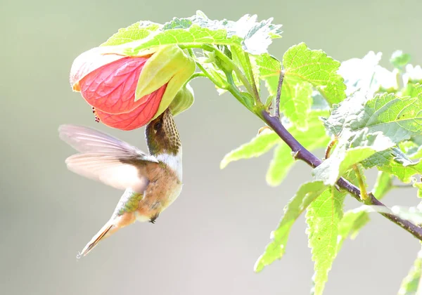 Szintillant Kolibri Selasphorus Scintilla Weibchen Besuch Bei Einer Hibicus Blume — Stockfoto