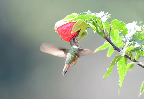 Scintillant Hummingbird Selasphorus Scintilla Vrouw Bezoeken Een Hibicus Bloem — Stockfoto