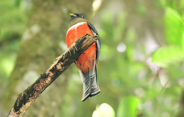 Gyönyörű Narancshasú Trogon Trogon Aurantiiventris Ült Egy Ága — Stock Fotó