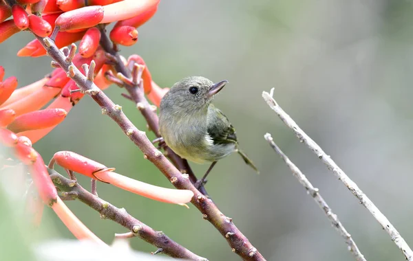 Slaty Flowerpiercer Diglossa Plumbea Hembra Encaramada Arbusto Flores — Foto de Stock