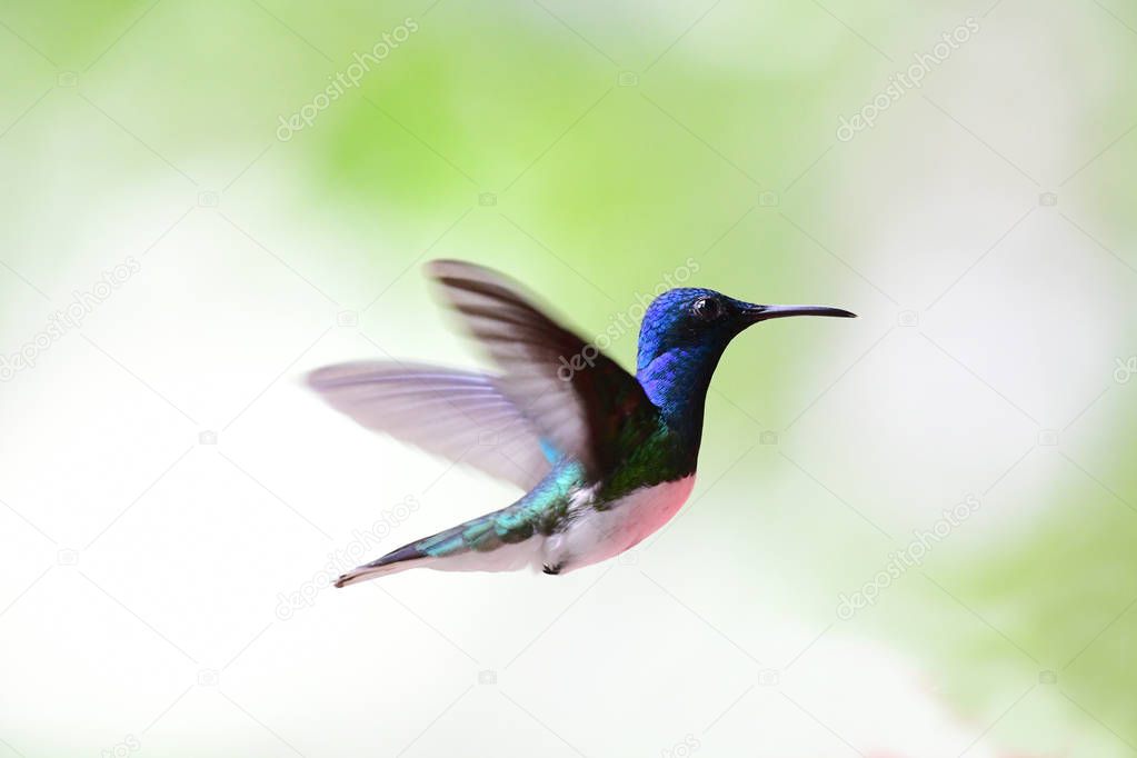 Beautiful White-necked Jacobin hummingbird male flying