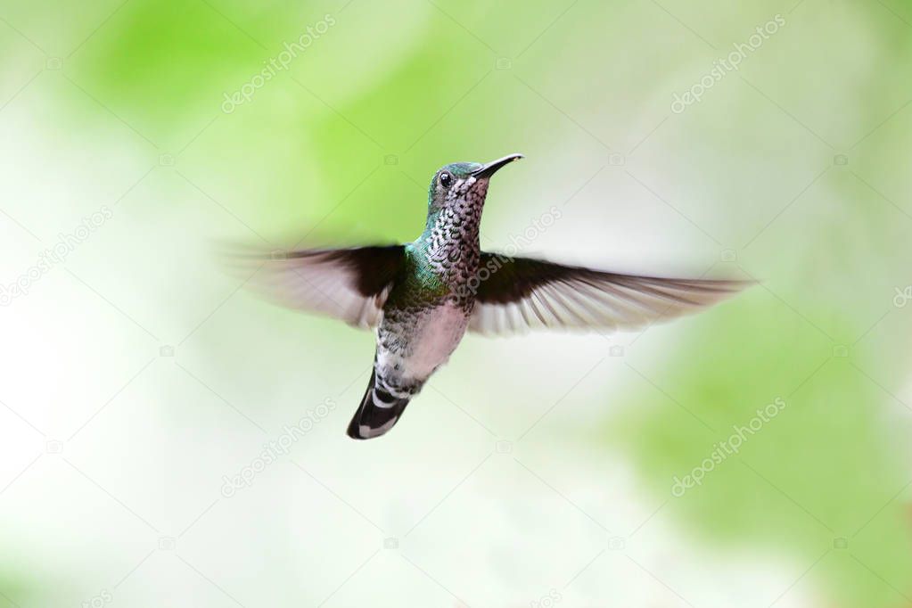 Beautiful White-necked Jacobin hummingbird female flying