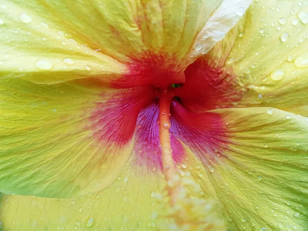 Egy Lövés Közelről Elfogott Szép Hibiszkusz Virág — Stock Fotó