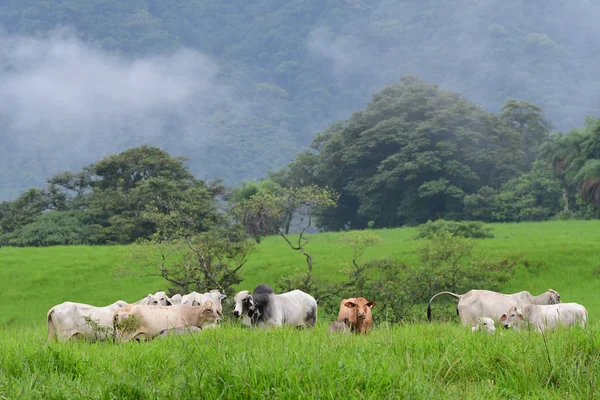 Manada Ganado Con Enorme Toro Medio —  Fotos de Stock