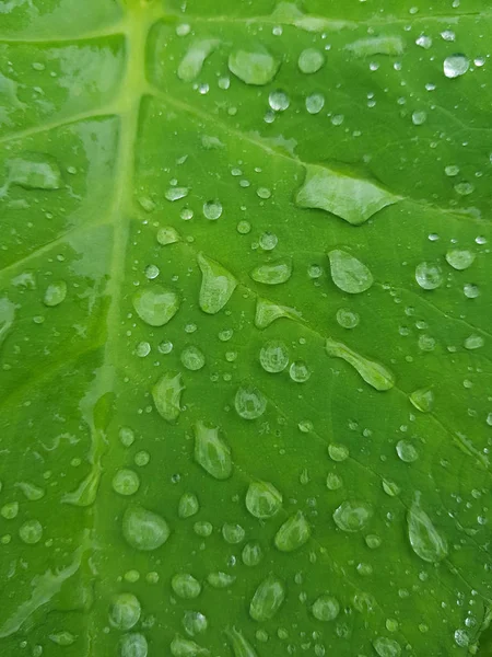 Крупним Планом Вид Крапель Води Зеленому Листі — стокове фото