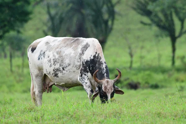 Hermosa Raza Mixta Vaca Comiendo Hierba Bajo Lluvia Pasto Panamá —  Fotos de Stock