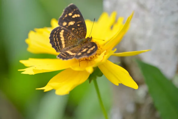 Close Uma Borboleta Uma Flor Amarela Com Profundidade Rasa Campo — Fotografia de Stock