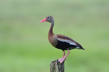 Siyah bellied ıslık ördek (Dendrocygna autumnalis) üzerinde afence 