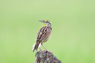 Doğu Meadowlark (Sturnella Magna) bir yazı üzerinde tünemiş