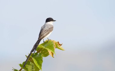 Güzel çatal kuyruklu Flycatcher (Tyrannus savana) EA vurdu