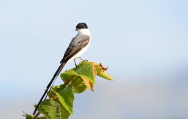 Güzel çatal kuyruklu Flycatcher (Tyrannus savana) EA vurdu