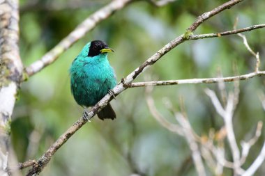 Güzel yeşil honeycreeper (chlorophanes Spiza) erkek o yer alan