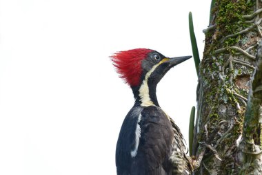 Lineated Woodpecker (Dryocopus lineatus) bir ağaç gövde yukarı gidiyor