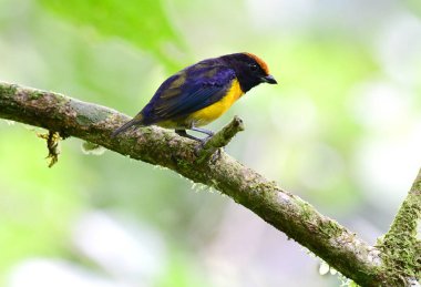 Bir ağaç dalı üzerinde tarık-capped Euphonia (Euphonia anneae)