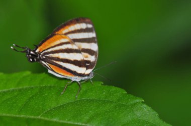 Bir Chiapas Stripe yakın yukarı-Streak (Arawacus togama)