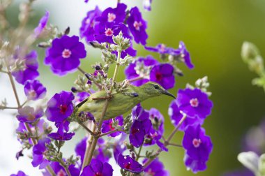 Çiçeklere kırmızı bacaklı Honeycreeper (Cyanerpes cyaneus) besleme