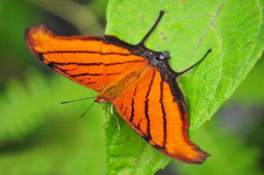 Bir beutiful Ruddy Daggerwing kelebek yakın