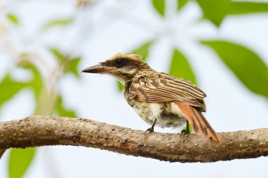 Streaked Flycatcher (Myiodynastes Maculatus) bir ağaç b üzerinde tünemiş