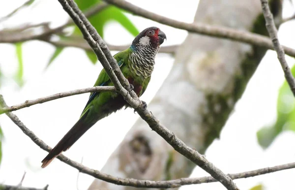 Azuero papagáj (Pyrrhura eisenmanni) egy fa ágon — Stock Fotó