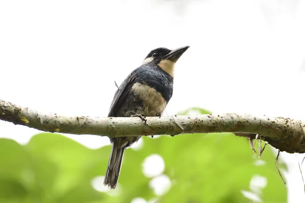 Black-breasted Puffbird (Notharchus pectoralis) on a tree branch — Stock Photo, Image