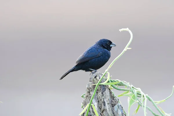 Close up of a Blue-black Grassquit (Volatinia jacarina) — Stock Photo, Image