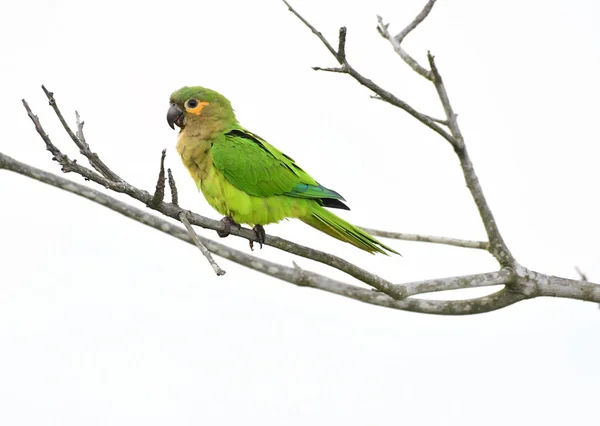 Braunkehlsittich (eupsittula pertinax) auf einem Ast — Stockfoto