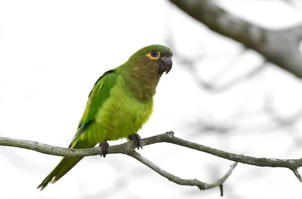 Brown-throated Parakeet (Eupsittula relevansen) på en trädgren — Stockfoto