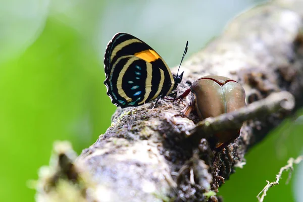Bella farfalla mangiare linfa da un fienile albero — Foto Stock
