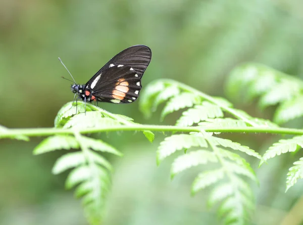 Beautiful cattleheart butterfly on a plant leaf — Stock Photo, Image